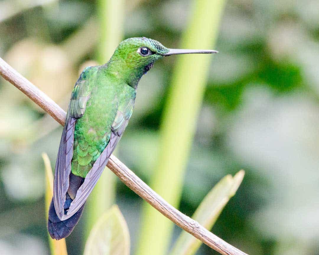 Green-crowned Brilliant, Alambi, Nanegalito, Ecuador | ©Angela Drake