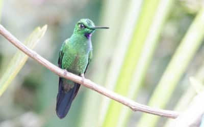 Alambi – A Hummingbird Paradise