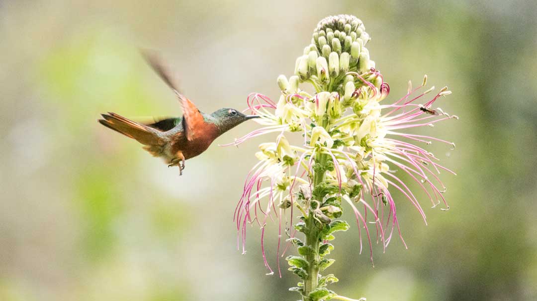 Colibrí coronet de pecho castaño; Guango Lodge, Papallacta, Ecuador | ©Ángela Drake