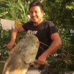 Giant Catfish in the Amazon