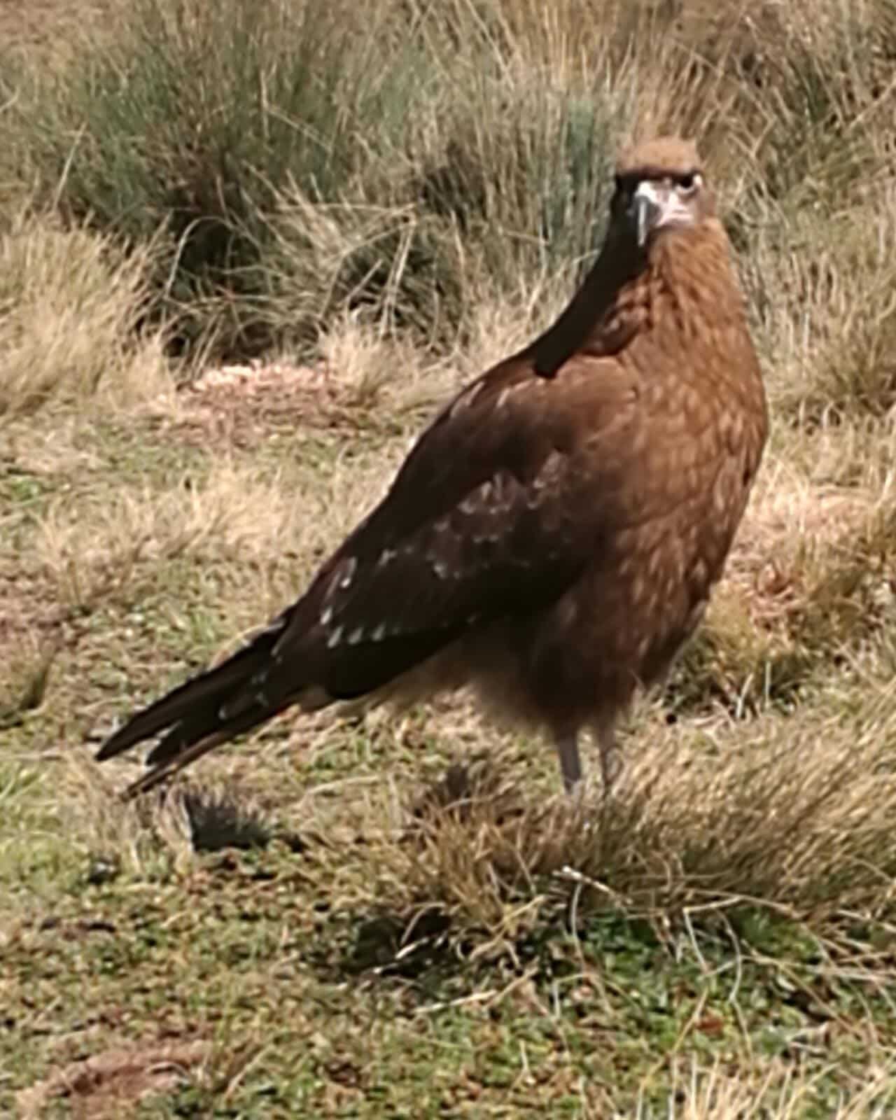 Phalcoboenus carunculatus/Caracara Curiquingue juvenil, Volcán Ruco Pichincha, Quito| ©Jacqueline Granda