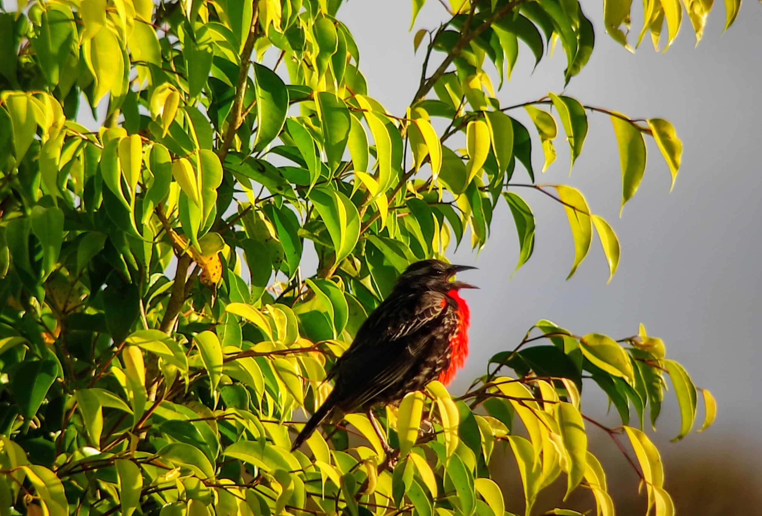 Pastorero pechirojo/Red breasted Black bird, Provincia de Napo| ©Jacqueline Granda