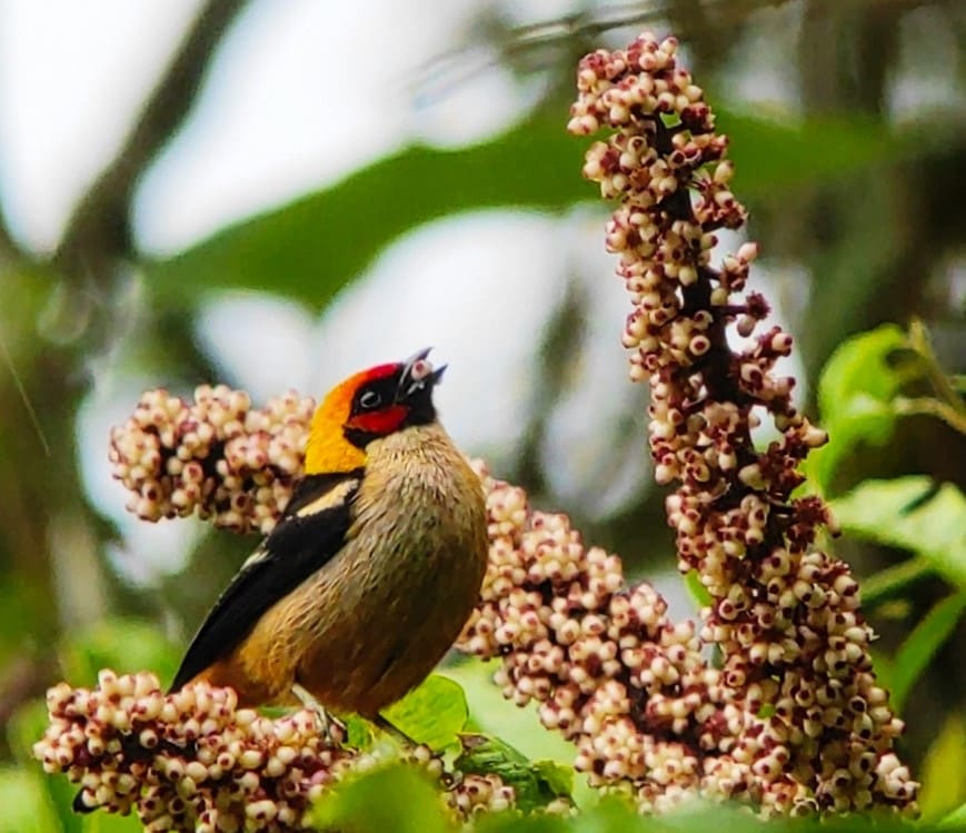 Flame faced tanager/Tangara parzudakii, Tangara carafuego, Provincia de Napo| ©Jacqueline Granda