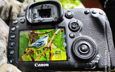 Christmas Bird Count – El Chaco and Quijos