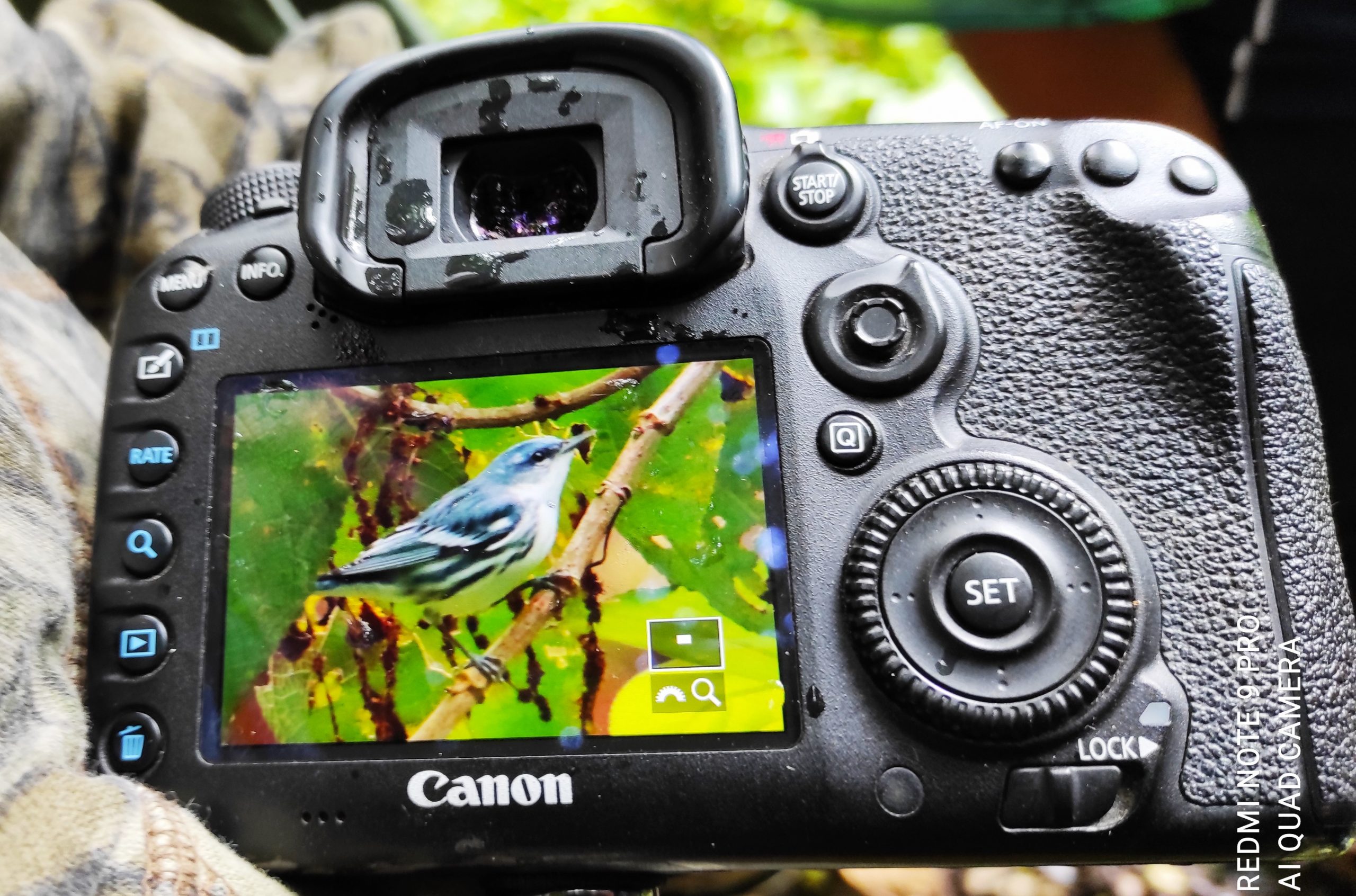 Cerulean Warbler , Setophaga cerulea| ©Jacqueline Granda