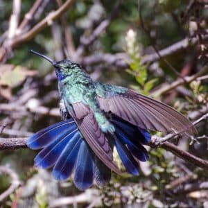 A green and blue hummingbird spreads its brilliant, neon blue tail feathers