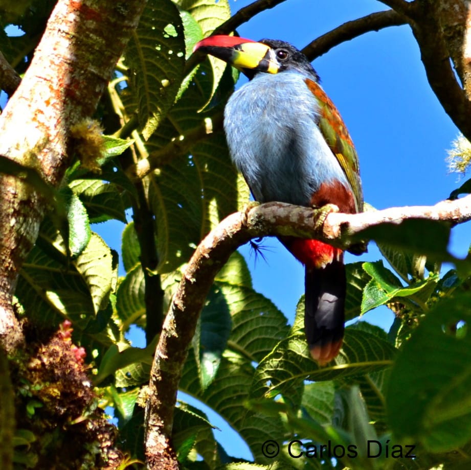 Tucán Andino Pechigrís posado en una rama