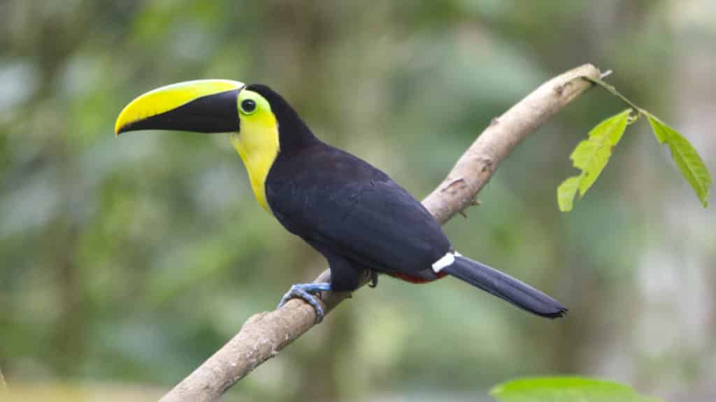 Choco Andino Toucan, black bird with yellow face, white upper tail, and beak that is yellow on top with black lower beak.