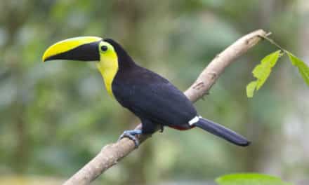 Most Emblematic Bird of Pichincha: The Choco Toucan