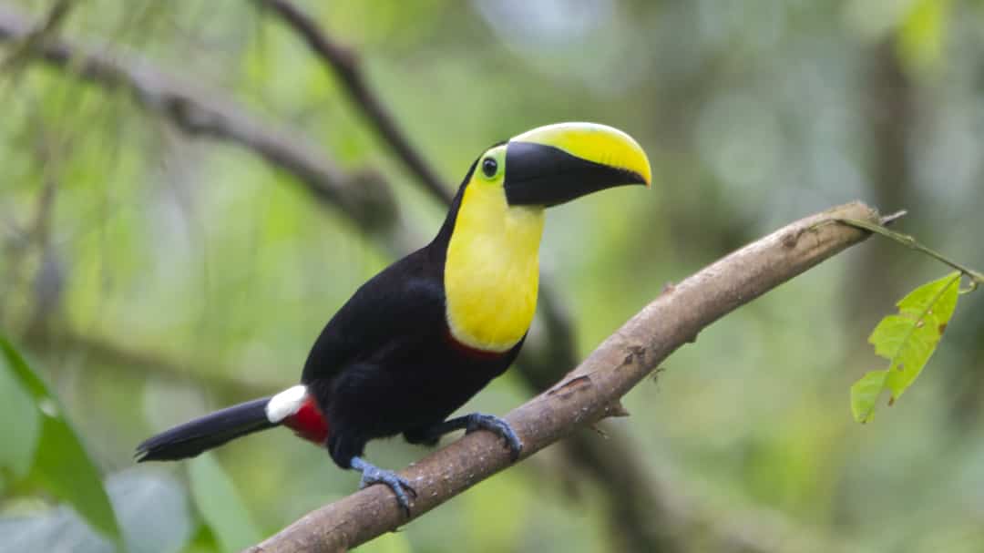 Un tucán del chóco andino, un gran pájaro negro y amarillo con pico grande