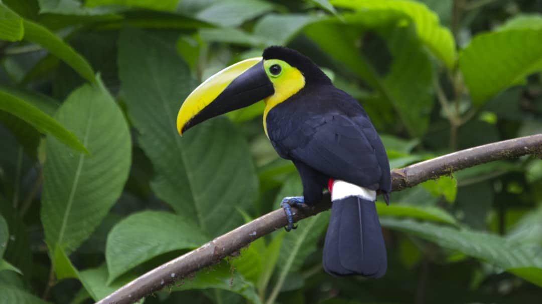 Choco Andino Tucán, ave negra con cara amarilla, cola superior blanca, y pico que es amarillo en la parte superior con pico inferior negro.