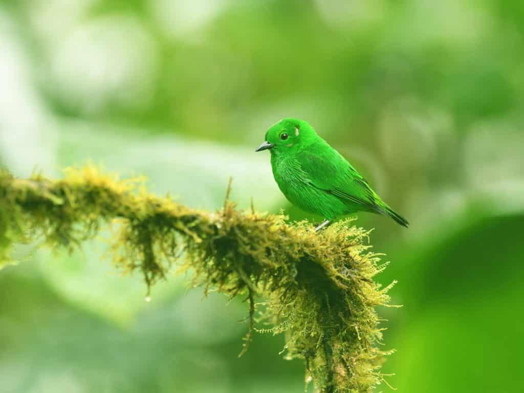 Glistening Green Tanager perched on mossy branch