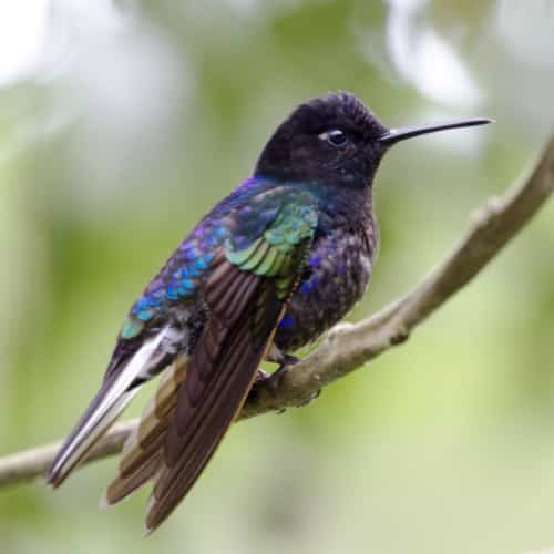 A bold hummingbird with deep black head, purple chest, irridescent blue and green back