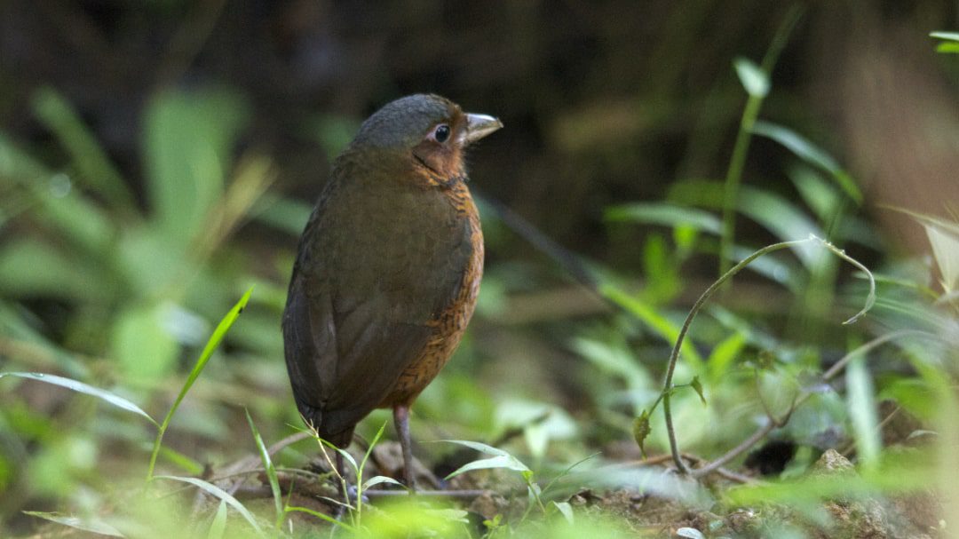 A Giant Antpitta stands on the green forest floor