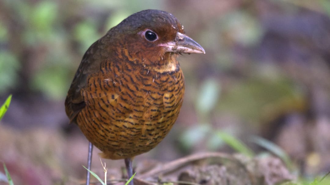 Una Antpitta Gigante con sus largas patas, su robusto cuerpo de color rufo y su amplio pico posa para la cámara.