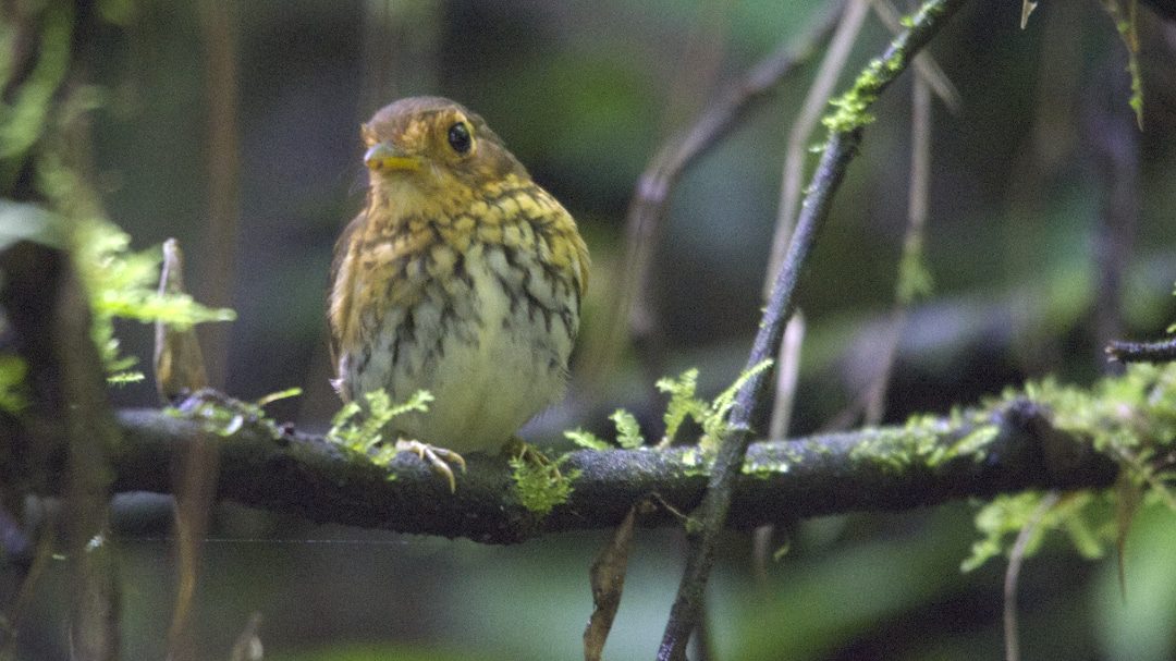 An Ochre-breasted Antpitta, with yellow breast and brown back, wings, and head, perches on a thin branch in the dark forest