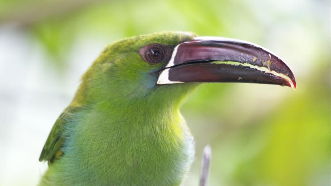 Un primer plano de un tucanet carmesí, su pecho y cabeza de color verde lima contrastan con su pico rojo intenso