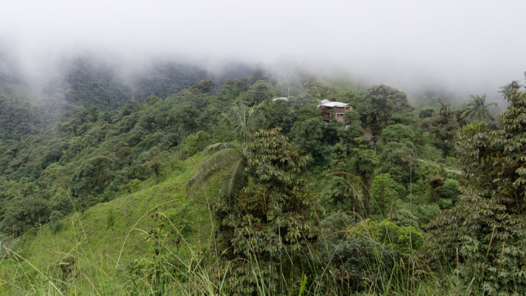 Un pequeño albergue está ubicado en el bosque nuboso con un pequeño pasto de hierba verde