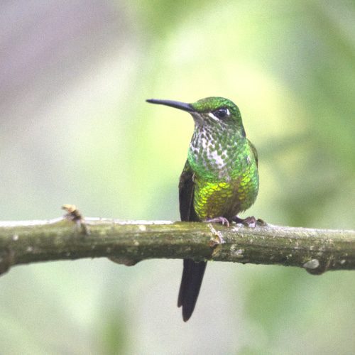 A female Empress Brilliant with a golden green bellie and white and green flecked breast perches on a branch