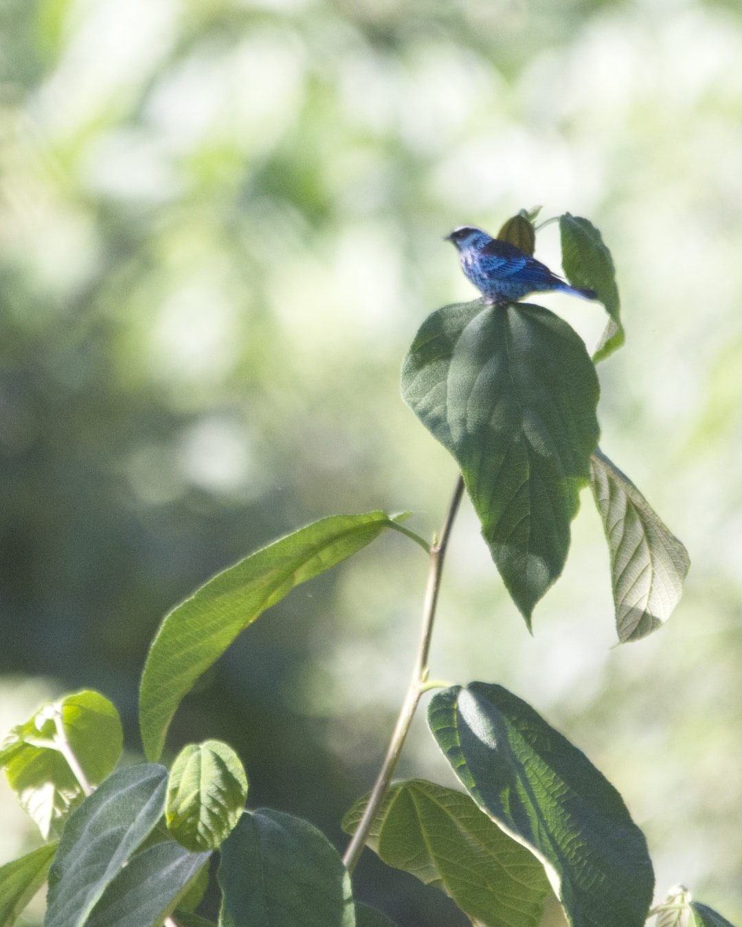 A colorful blue and black tanager perches atop a tree