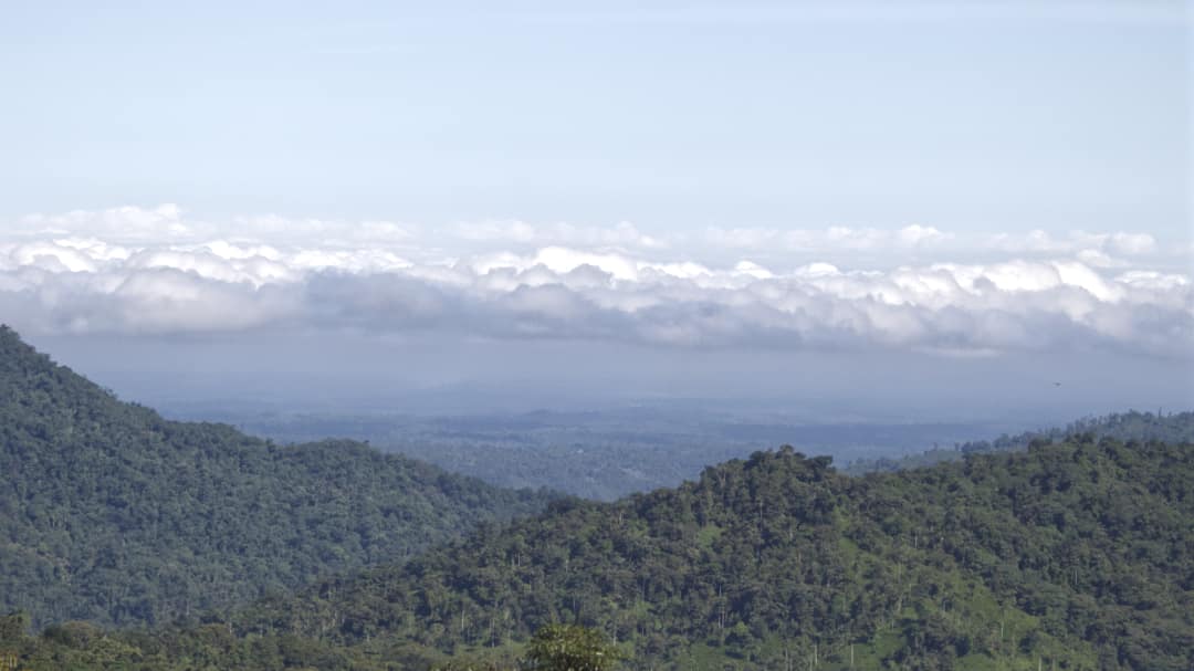 A cloud forest covered foothill in the foreground, river valley in the distance with a marine layer of white clouds topped by a blue sky