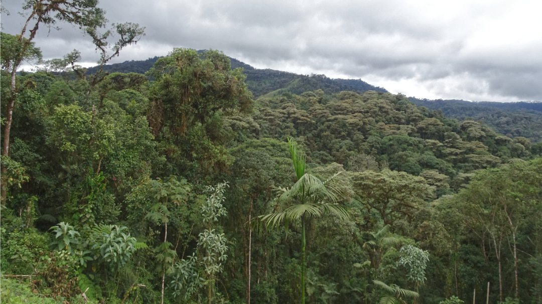 Dense forest in foreground, view of foothills and overcast, cloudy sky in background