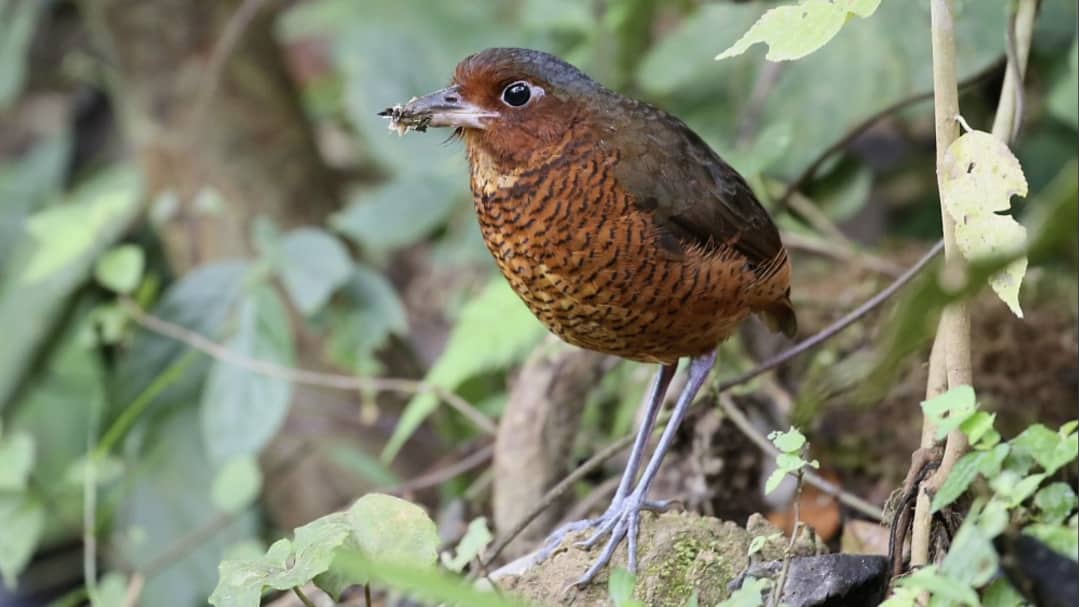 A short, stocky bird on long legs holds a worm in its wide beak.