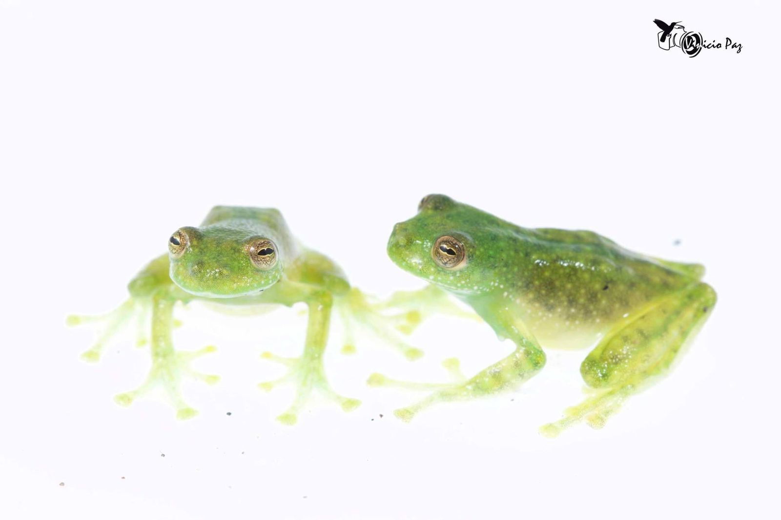 Two Golden-flecked glassfrongs, lime green with golden orb-like eyes with black, slit-like irises