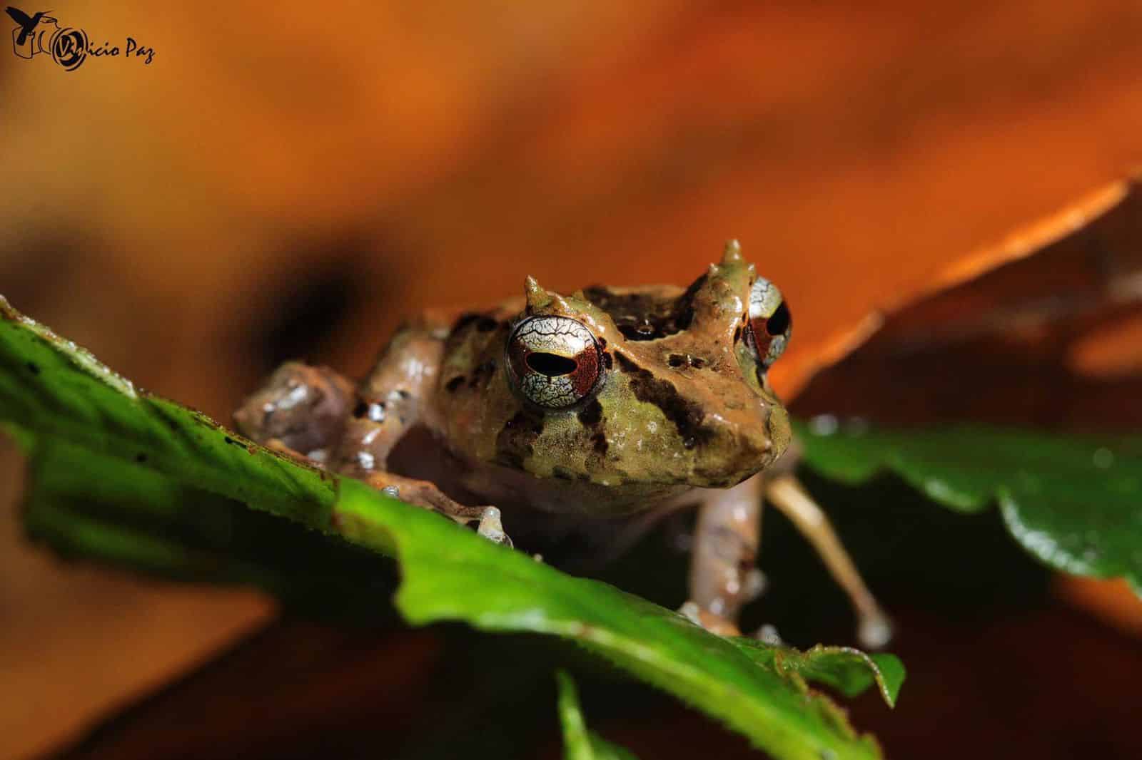 Pinocchio Rainfrog with mottled brown and black skin and huge, glass-like eyes