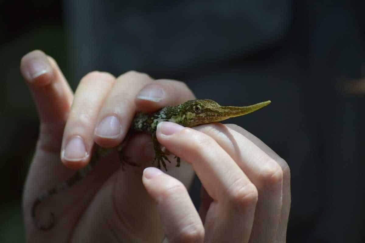 A Pinocchio Anole, a lizard with long nose held in the hands of a researcher