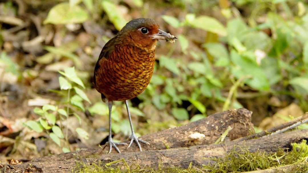 Antpitta gigante en refugio paz de las aves, Mindo, Ecuador | ©Tim Marlow