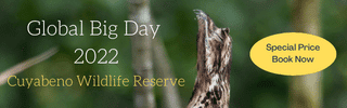 Advertisement for Global Big Day - picture of sleeping Potoo, link to book now