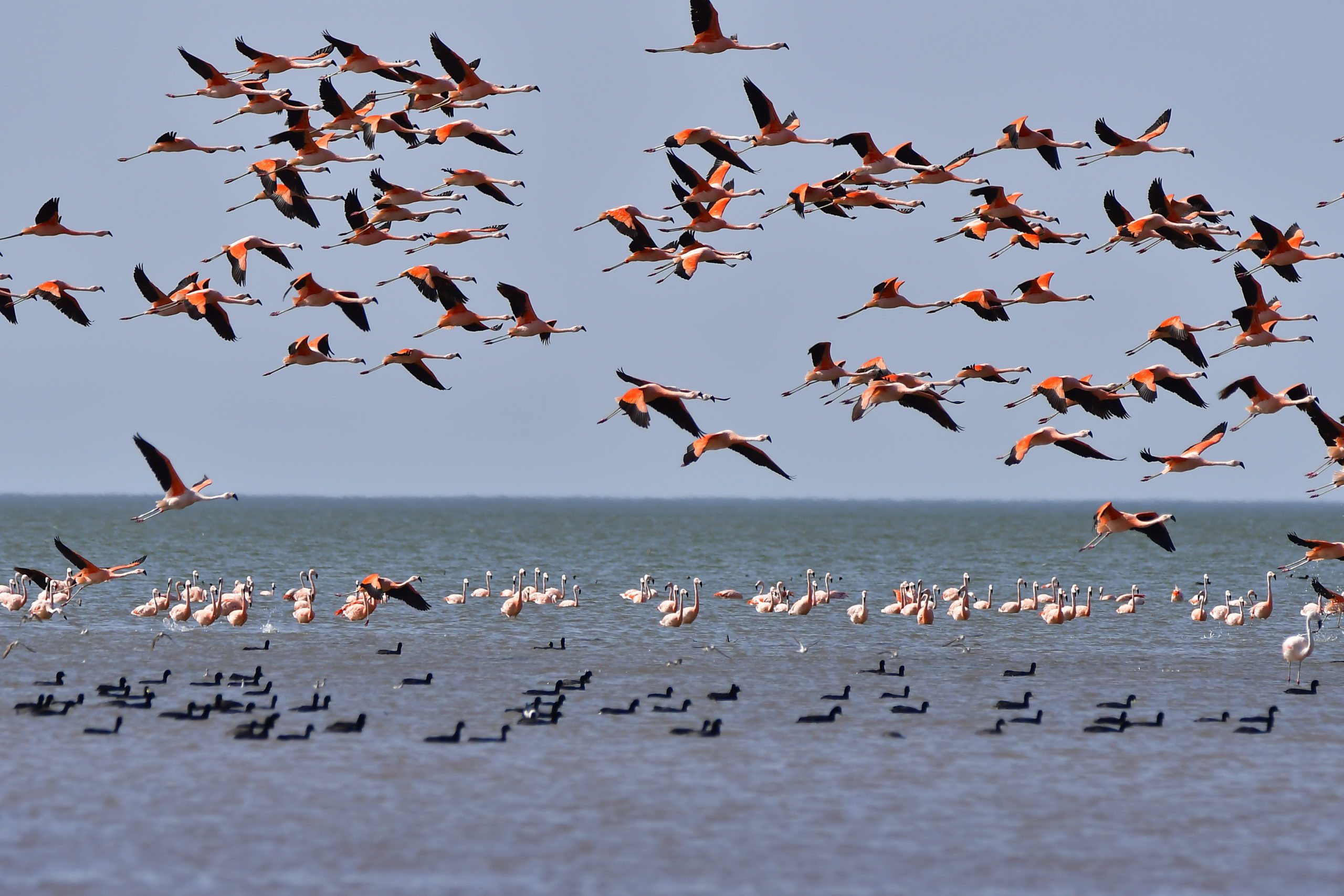 Una bandada colorida de flamingos toma su vuelo mientras otros flamingos se mantienen quietos a la distancia en medio de este espacio azul. Lago con una bandada de pájaros oscuros flotando en primer plano