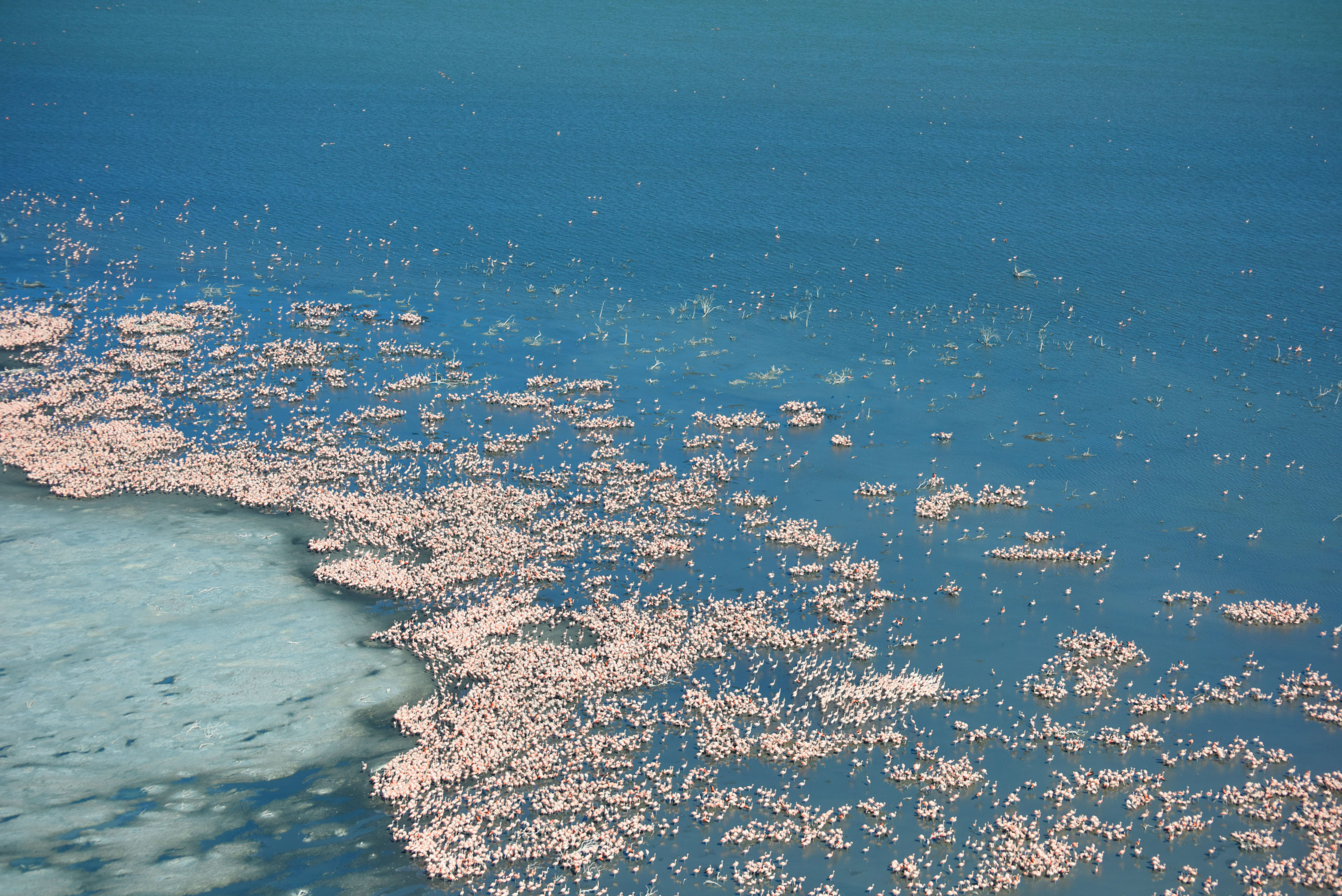 Un lago azul profundo bordeado por un borde salado está salpicado de miles de flamencos rosados