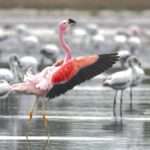 Protect Ansenuza National Park’s Flamboyant Flamingos