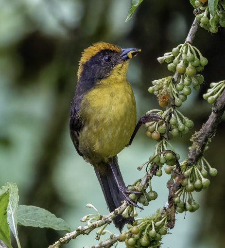 A small finch with mustard yellow chest, black mask, and rufous colored crest, eats berries