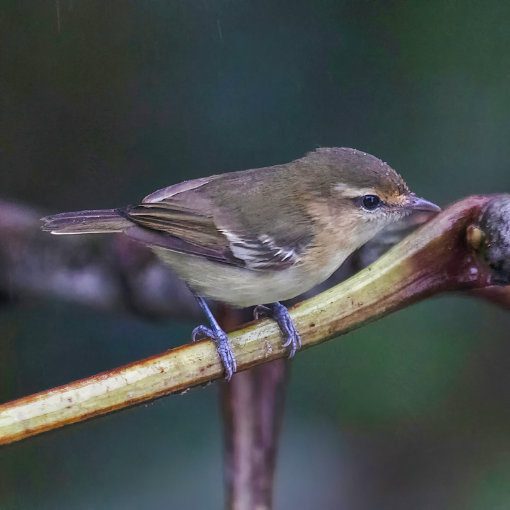 A small bird with dull brown coloring with white wing bars and black markings on the primary coverts