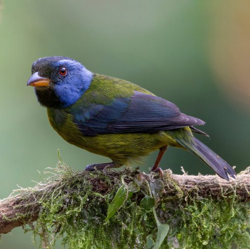 A tanager with a dark gray head, dusky blue feathers on its cheek and neck, mossy green back and body, and charcoal gray wing