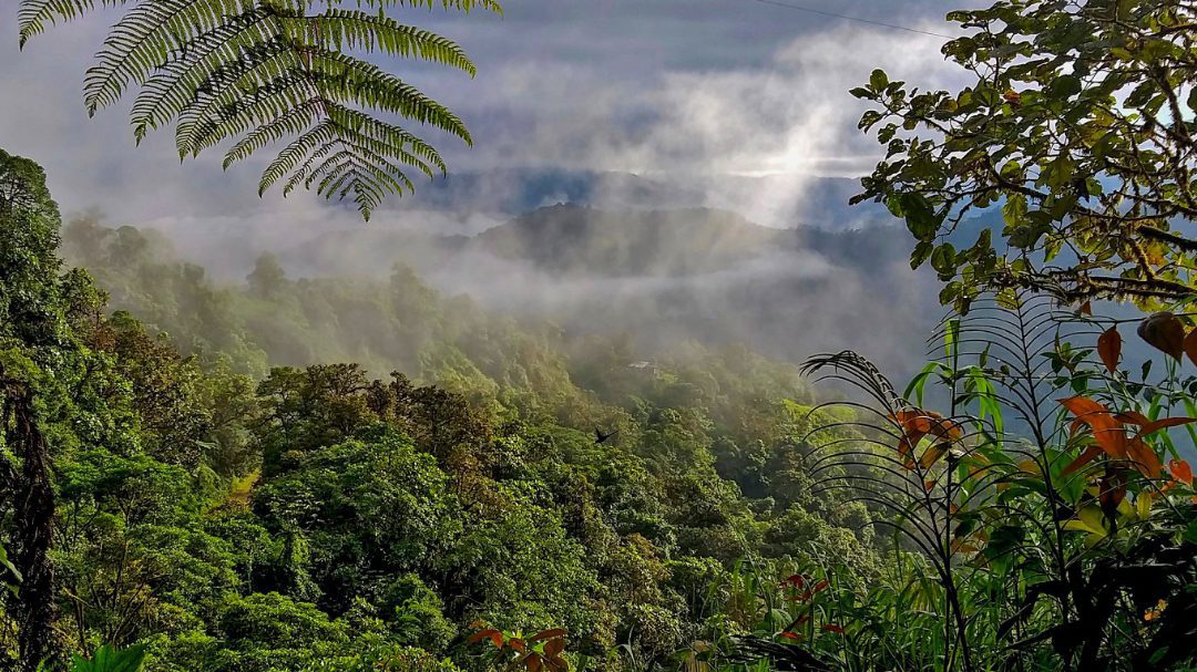 The Mashpi Amagusa Reserve Saved By Donations