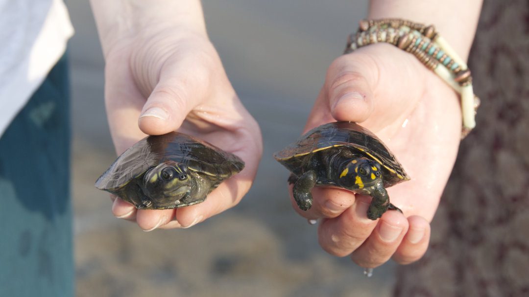 Las manos de dos personas diferentes envejecen cada una una cría de tortuga amazónica de un tamaño diferente - a la derecha una Charapa y a la izquierda, una Poca