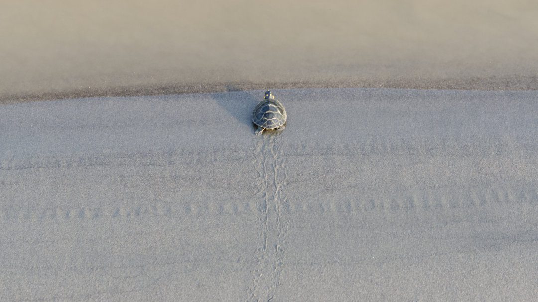 Una pequeña tortuga se acerca al borde del agua