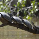 Saving Amazon Turtles in the Cuyabeno, Ecuador