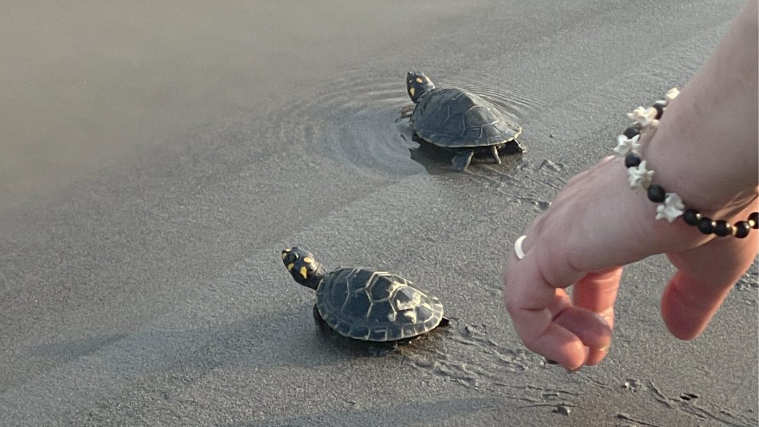A person's hand reaches toward two recently released turtles as they walk across damp sand towards the river's edge.