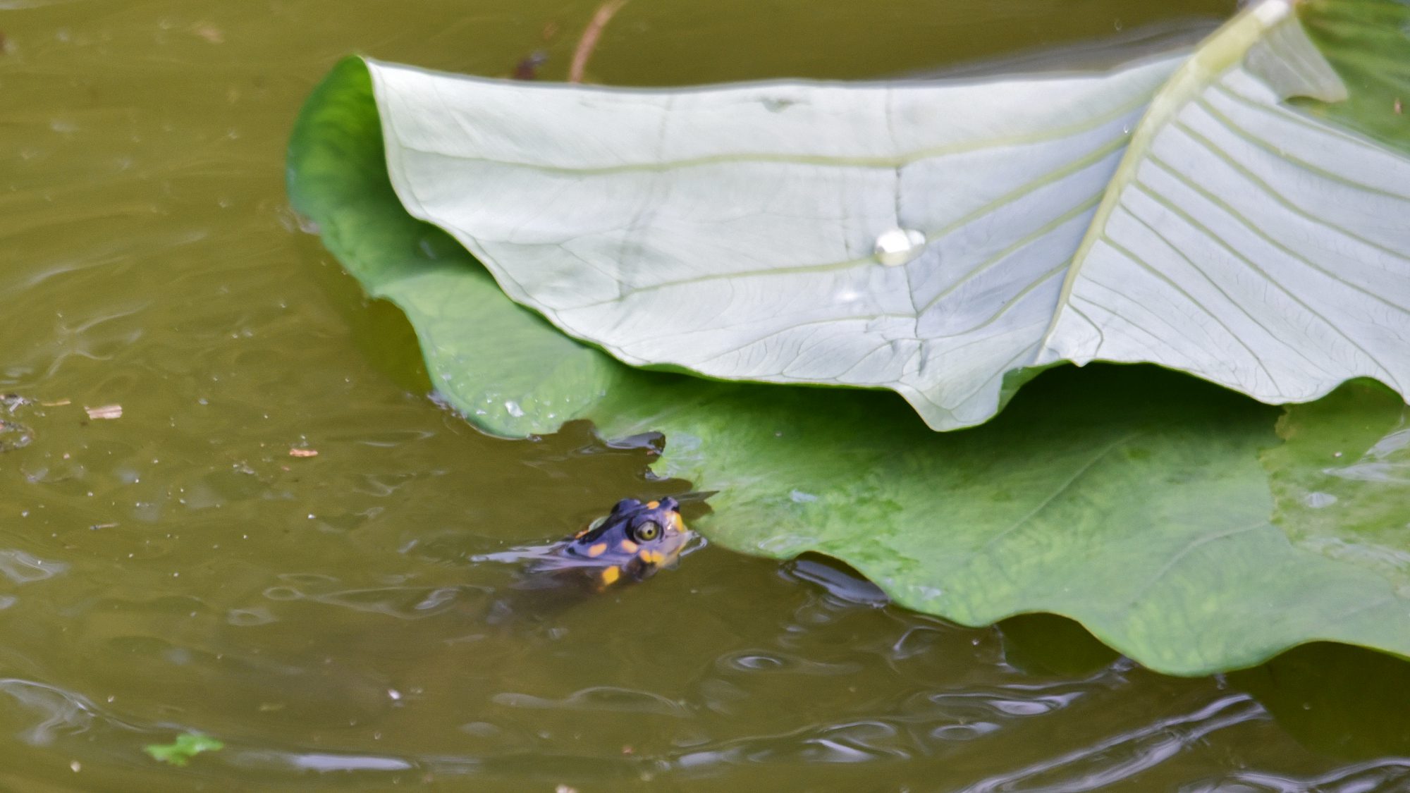 Una cría de tortuga amazónica come una hoja