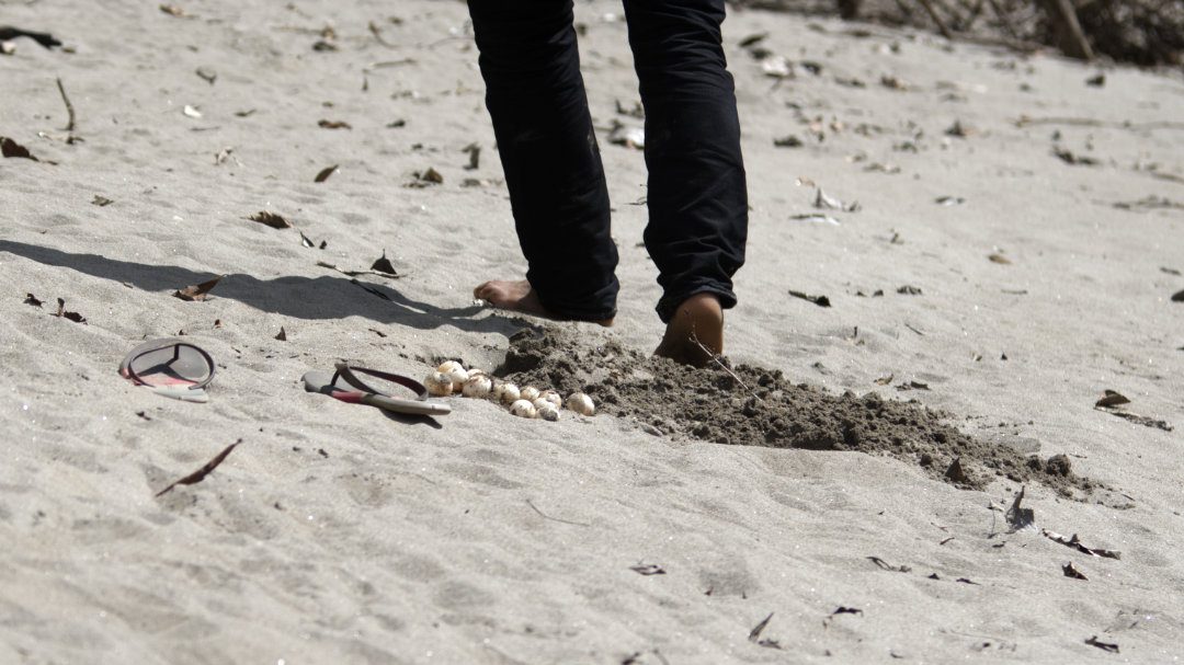 Se recoge un nido de tortuga para alimentarse en una playa de arena de la Reserva de Fauna de Cuyabeno.
