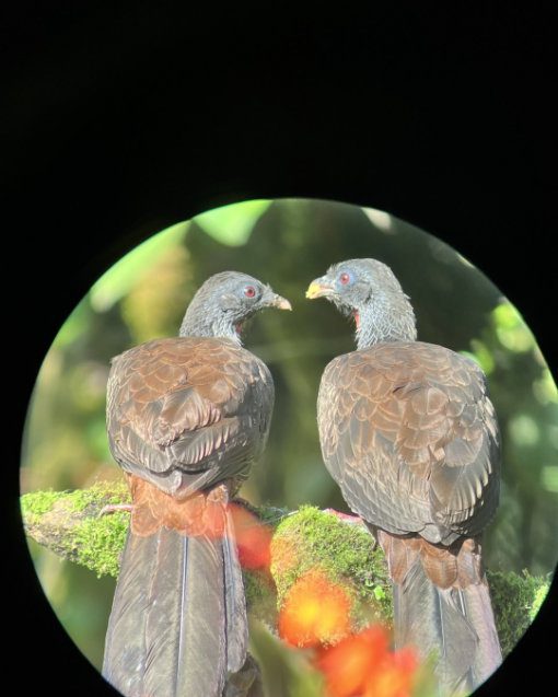 Una pareja de Andean Guan, aves parecidas a los faisanes, se posan de espaldas a la cámara, con el pico apuntándose el uno al otro.