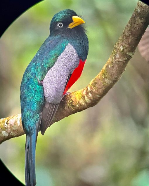 Un trogón de cola azul se posa en una rama, con el dorso verde azulado iridiscente, el costado moteado y el pecho rojo brillante vuelto hacia la cámara, un ojo mirando directamente al objetivo