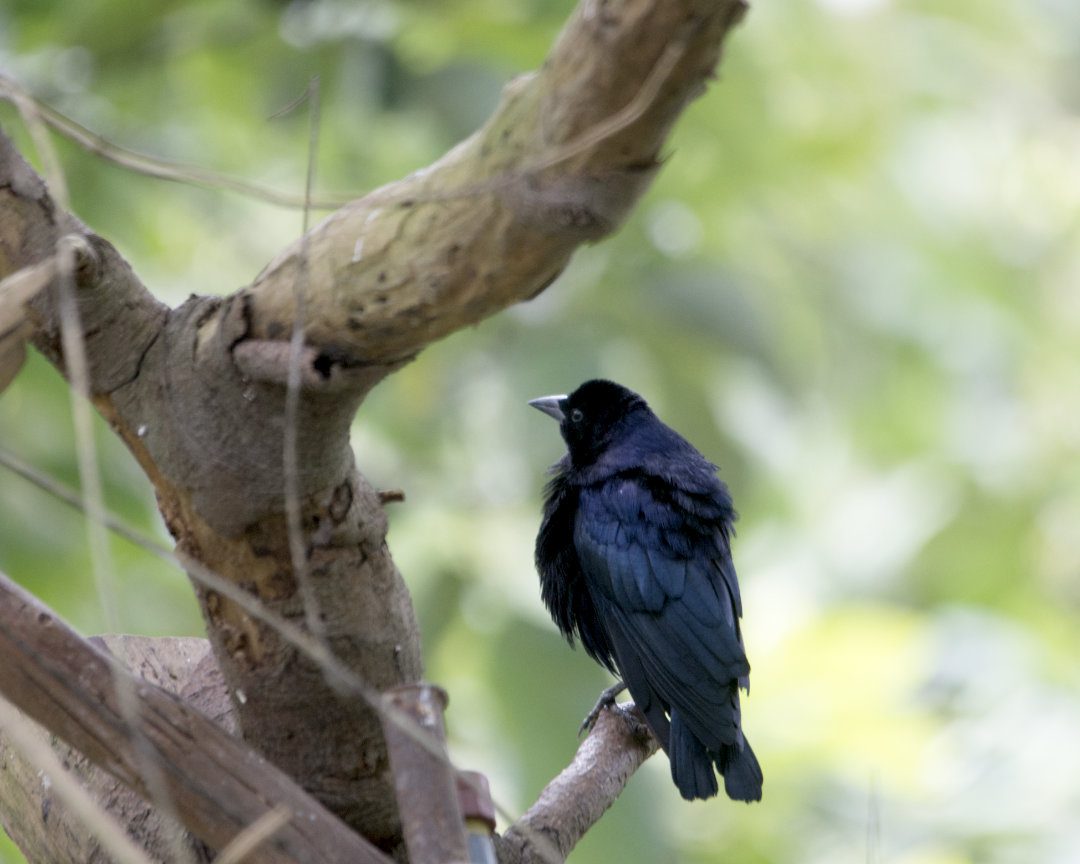 Un gran pájaro negro que brilla azul noche a la luz se posa en una rama