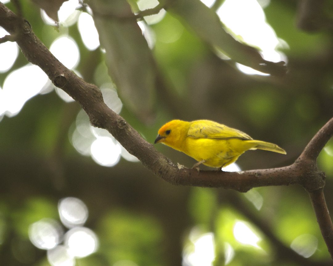 Un colorido pájaro amarillo con la frente naranja brillante se posa en una rama