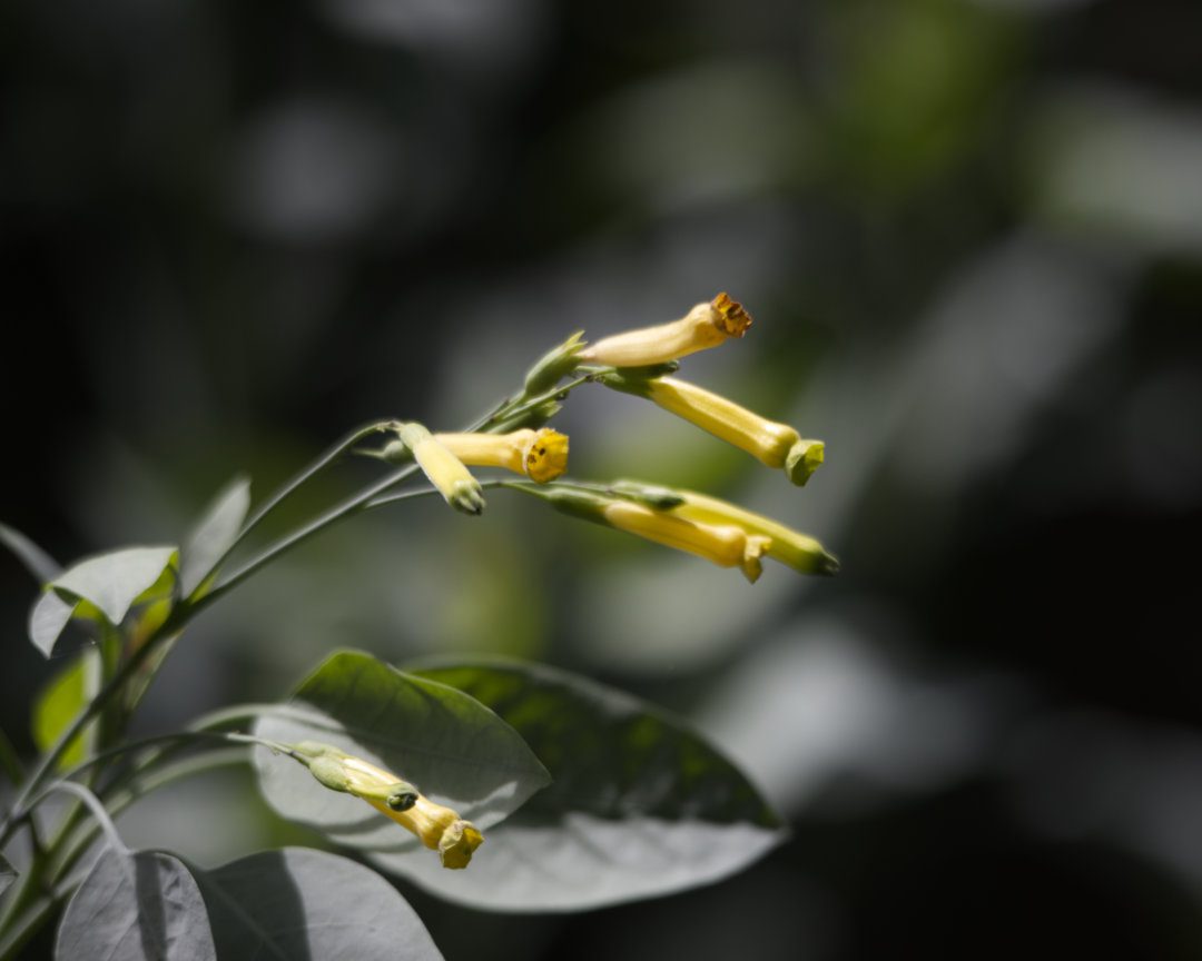 Esbeltas flores amarillas llamadas Tabaquillo